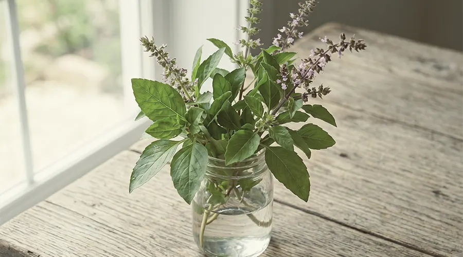 Holy Basil / Tulsi (Ocimum tenuiflorum)