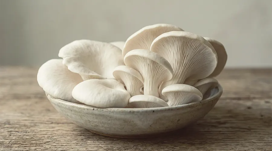 Jamur Tiram (Pleurotus ostreatus)