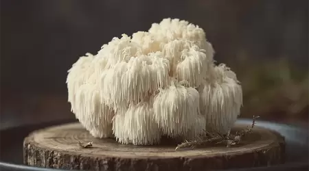 Manfaat Jamur Lion’s Mane untuk Fokus dan Memori: Solusi Alami Mengatasi Brain Fog