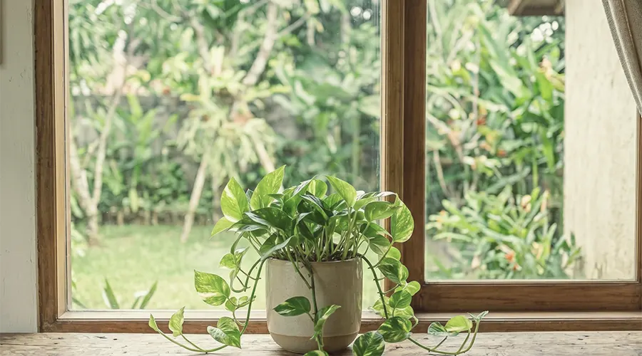 Sirih Gading (Epipremnum aureum)